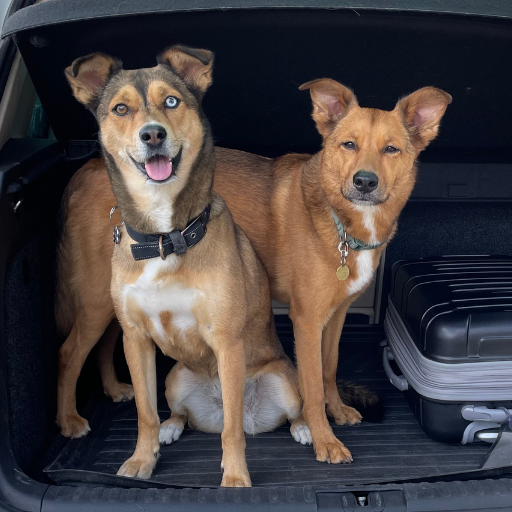 Dogs in back of car